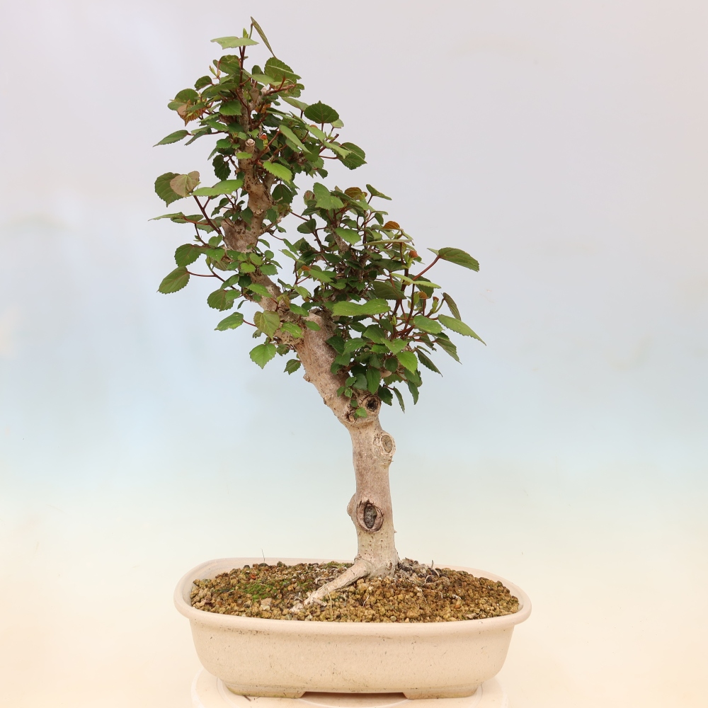 Bonsai da interno - Hibiscus tiliaceus - Ibisco marino