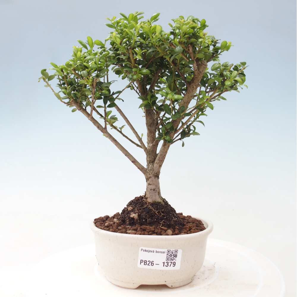 Camera bonsai - Ilex crenata - Agrifoglio
