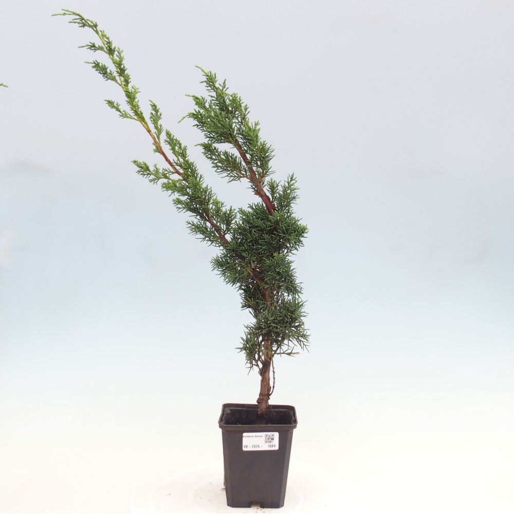 Bonsai da esterno - Juniperus chinensis Kishu