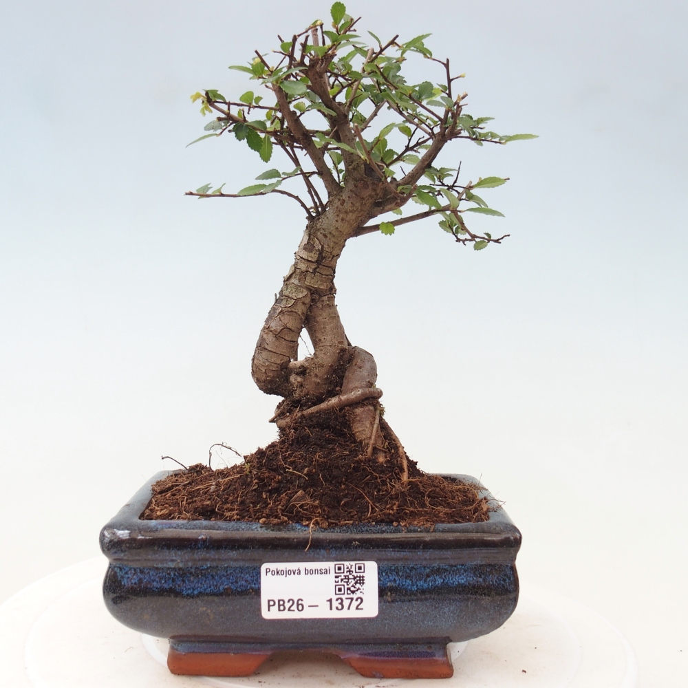 Camera bonsai - Ulmus parvifolia - Olmo a foglie piccole