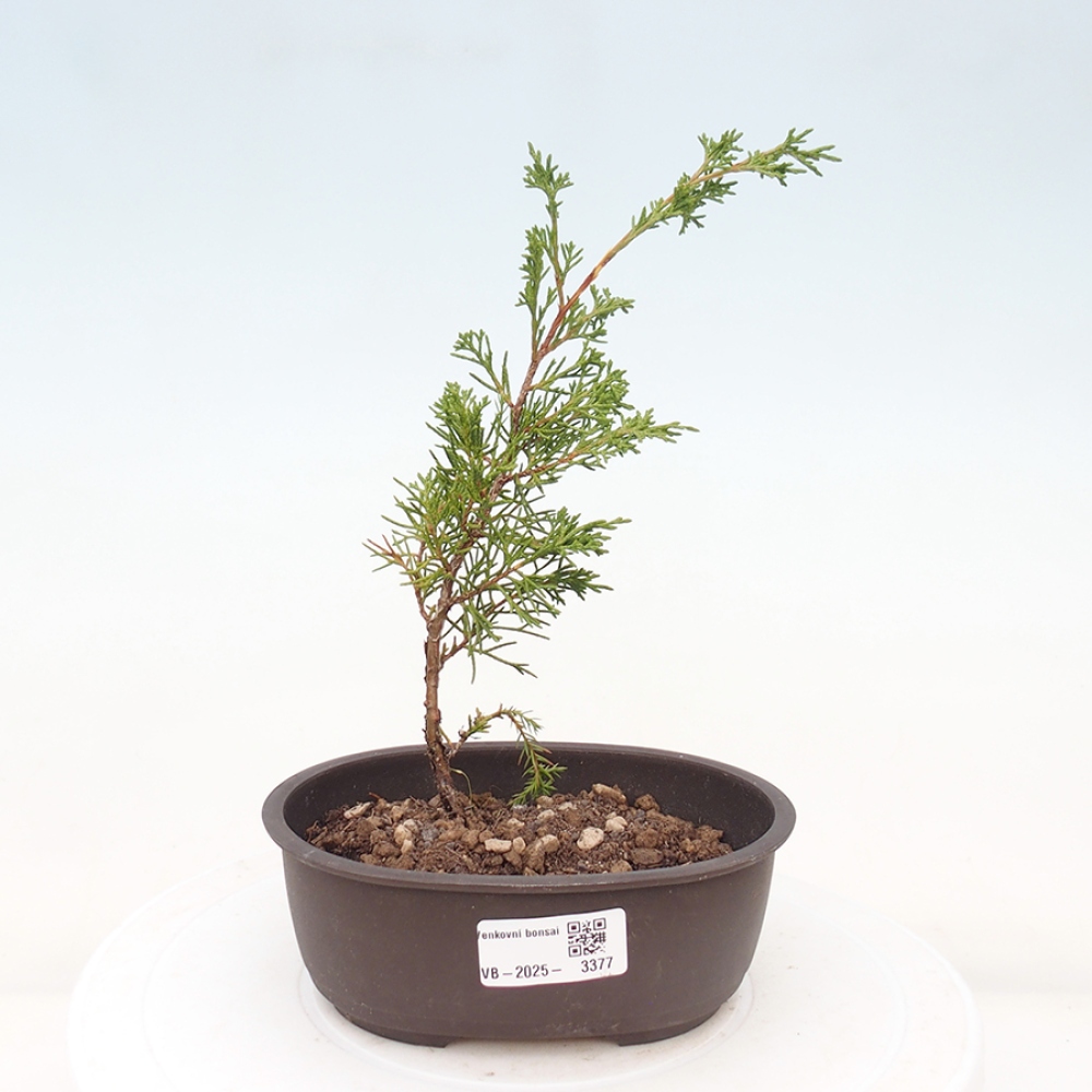 Bonsai da esterno - Juniperus chinensis Itoigawa