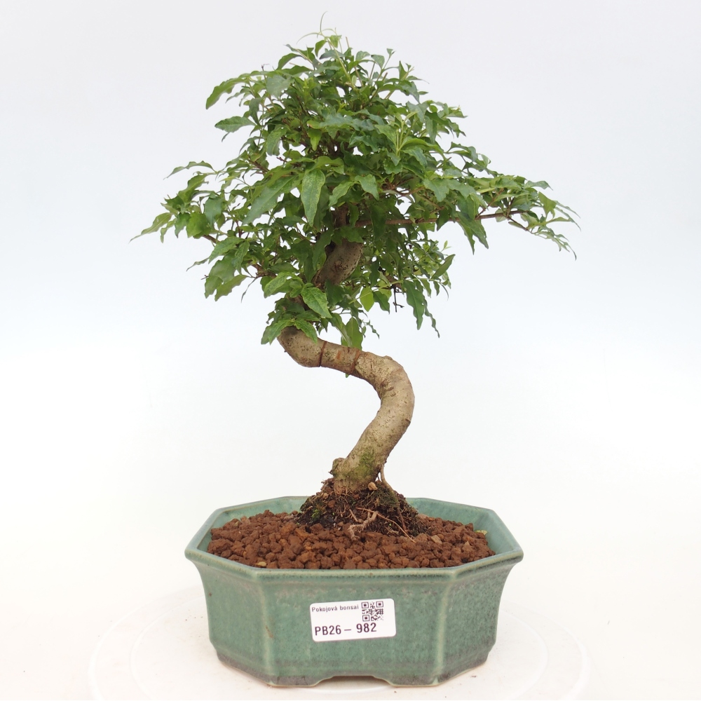 Camera bonsai -Ligustrum chinensis - Becco d'uccello