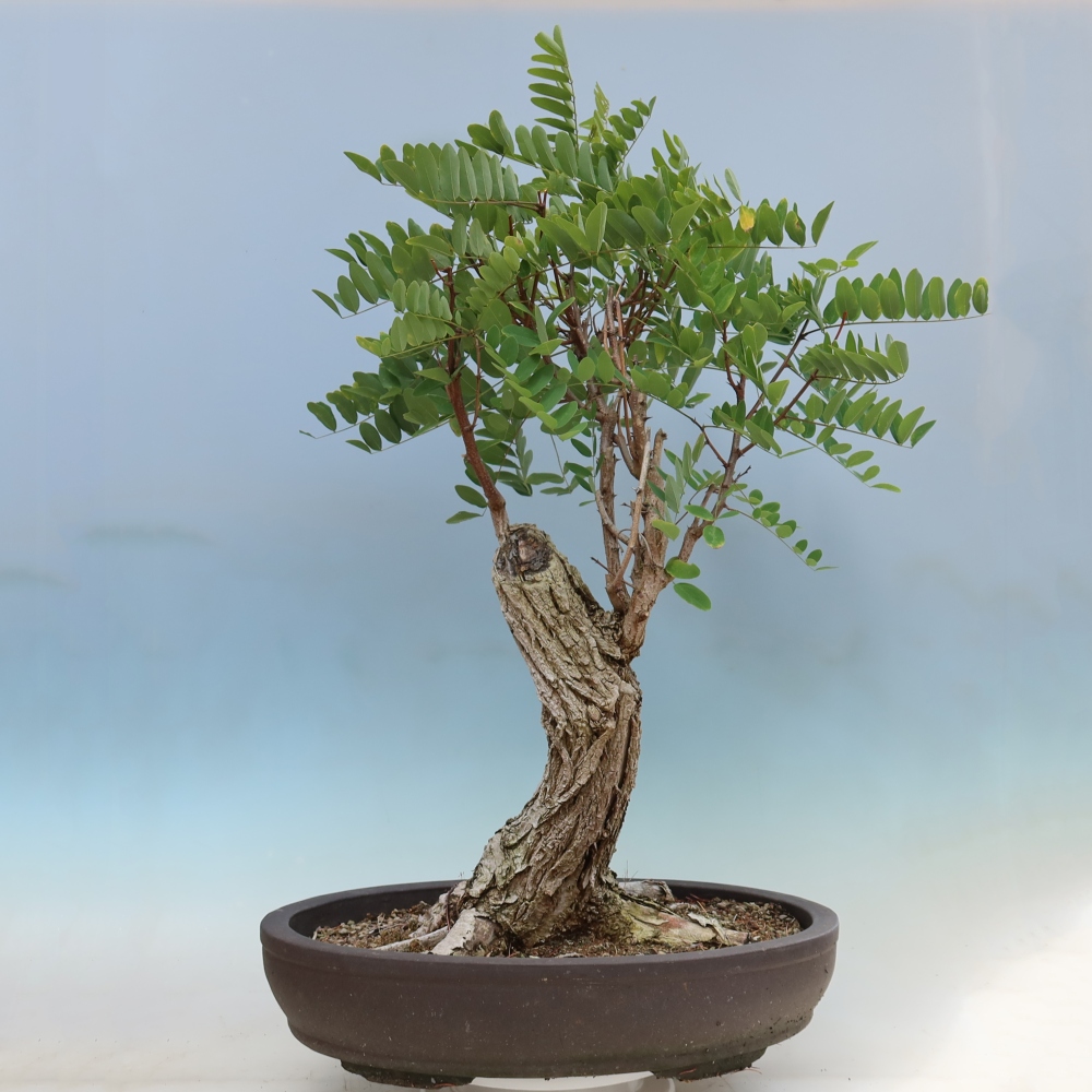 Bonsai da esterno - Acacia spinosa - Robinia pseudoacacia
