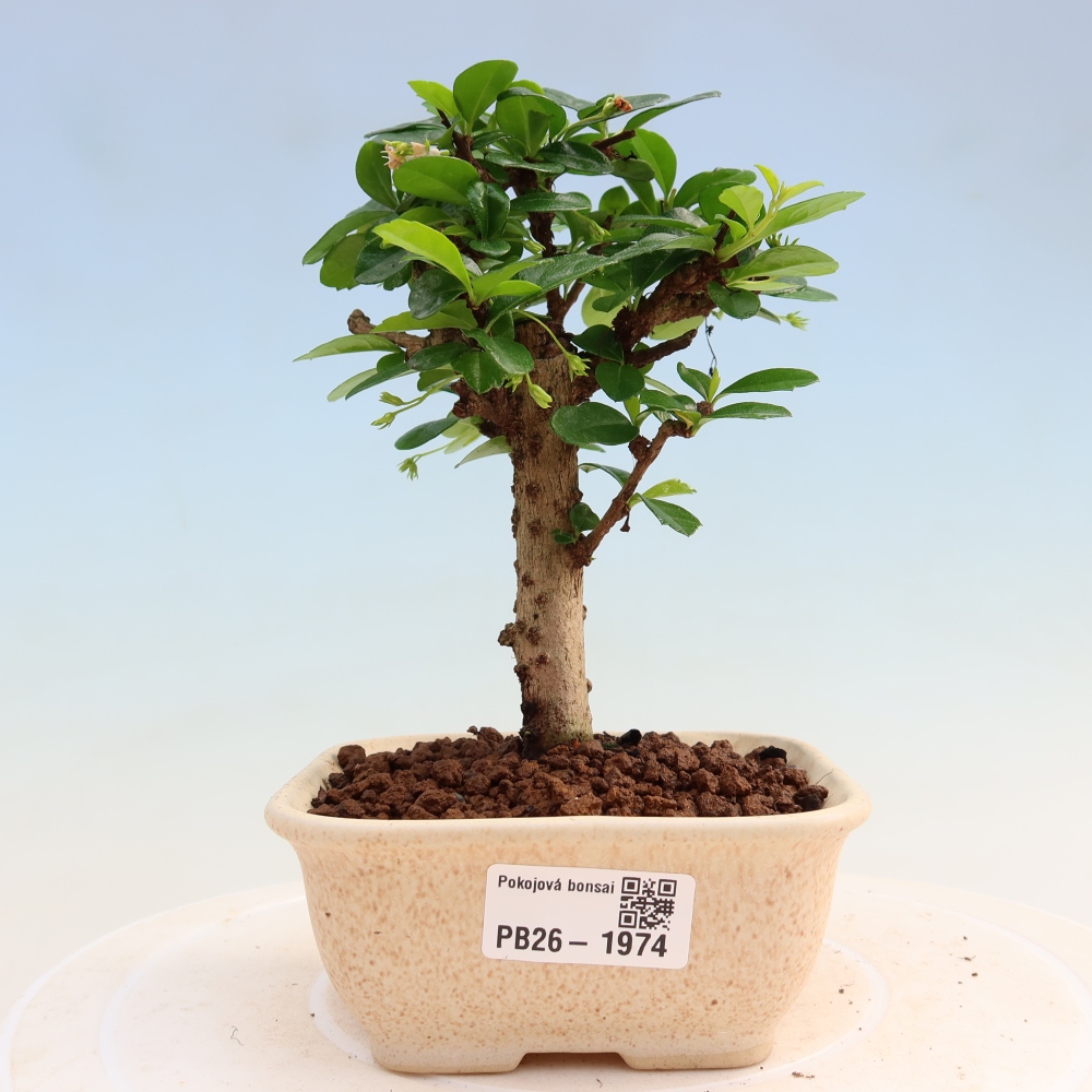 Camera bonsai - Carmona macrophylla - Tea fuki