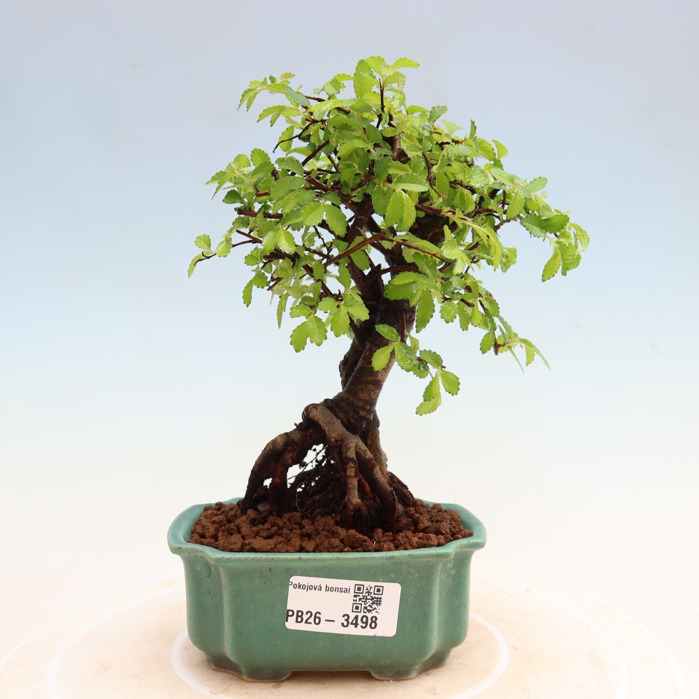 Camera bonsai - Ulmus parvifolia - Olmo a foglie piccole