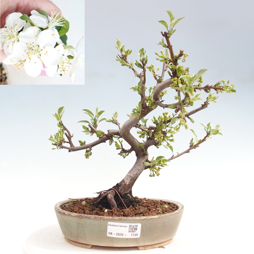 Bonsai da esterno - Malus sargentii - Melo a frutto piccolo