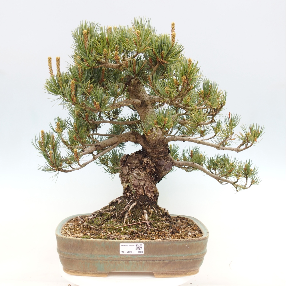 Bonsai da esterno - Pinus parviflora - Pinus parviflora