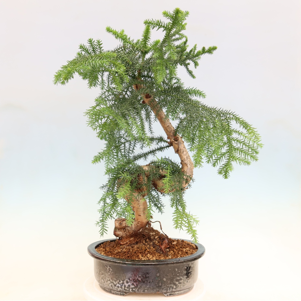 Bonsai da camera - Araucaria - Abete da camera