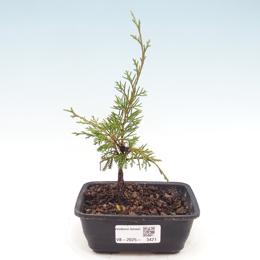 Bonsai da esterno - Juniperus chinensis Itoigawa