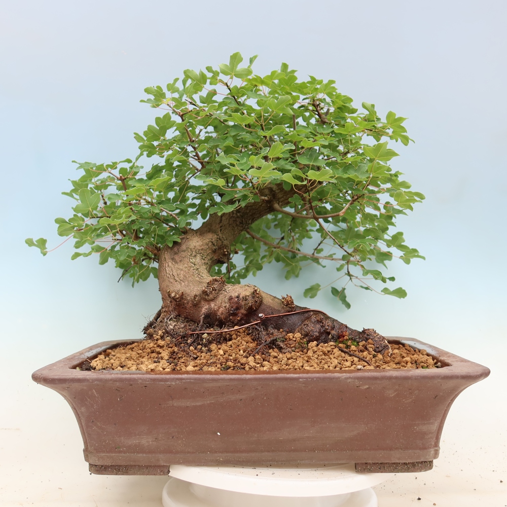 Bonsai da esterno -Javor babyka - Acer campestre