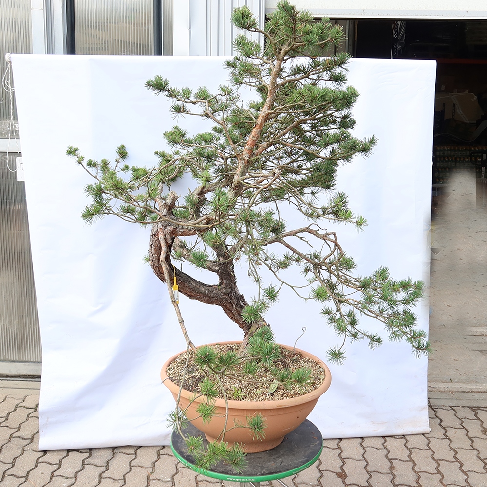 Pinus sylvestris Spagna - pino silvestre