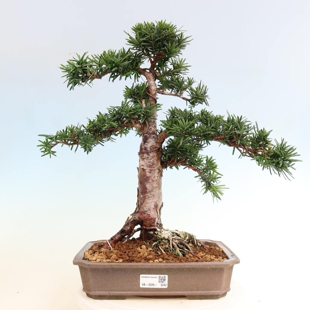 Bonsai da esterno - Taxus cuspidata - Tasso giapponese