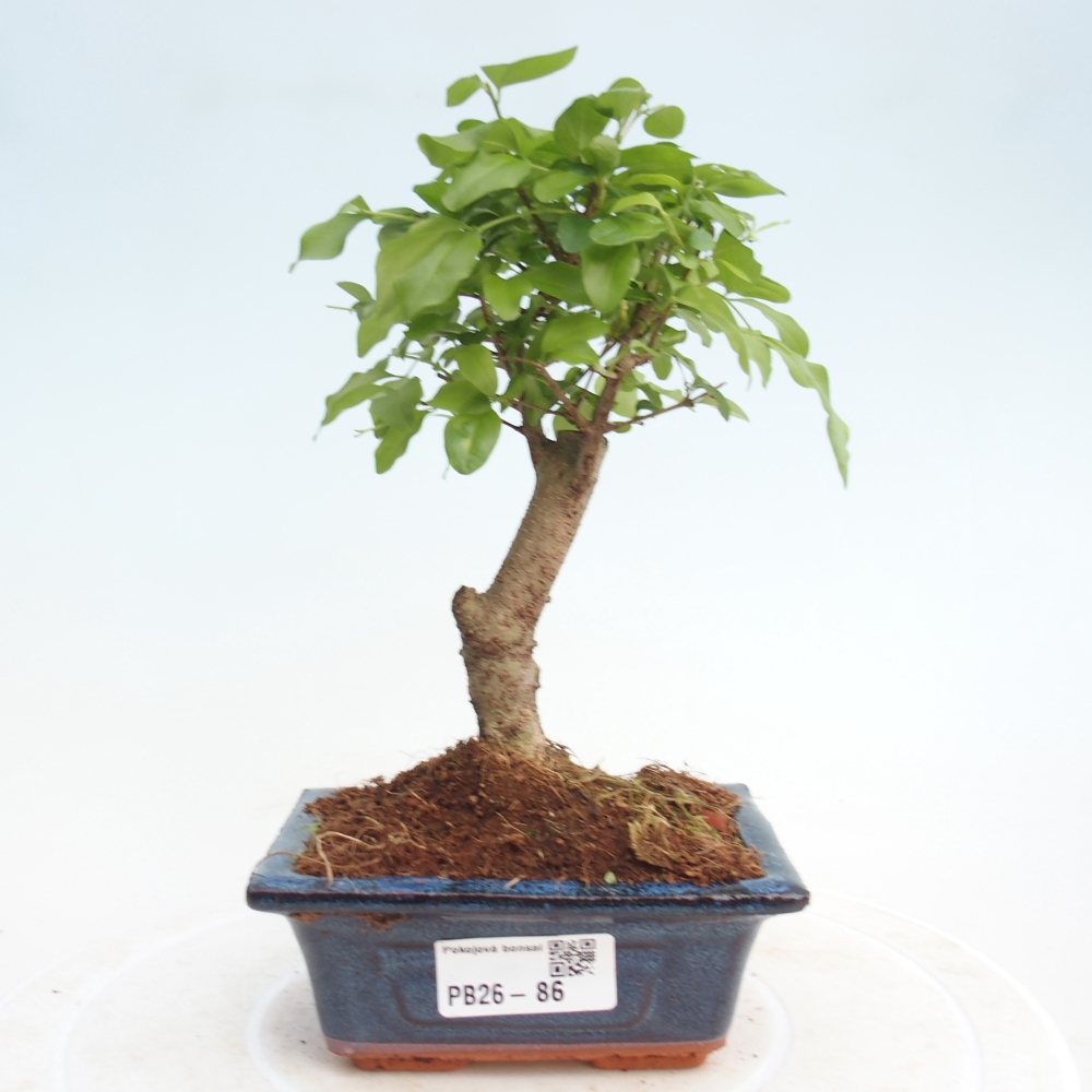 Camera bonsai -Ligustrum chinensis - Becco d'uccello