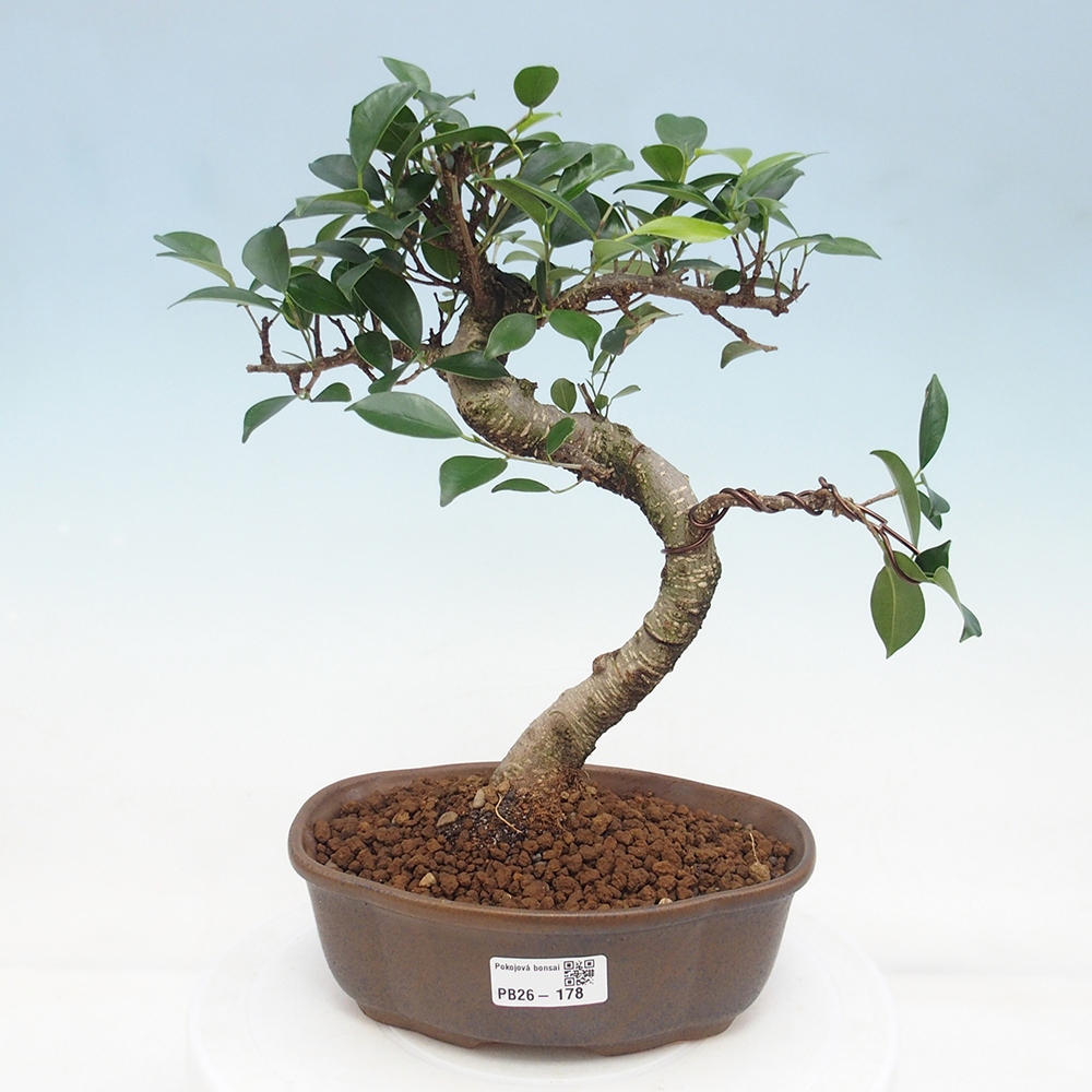 Camera bonsai - Ficus retusa - ficus a foglie piccole