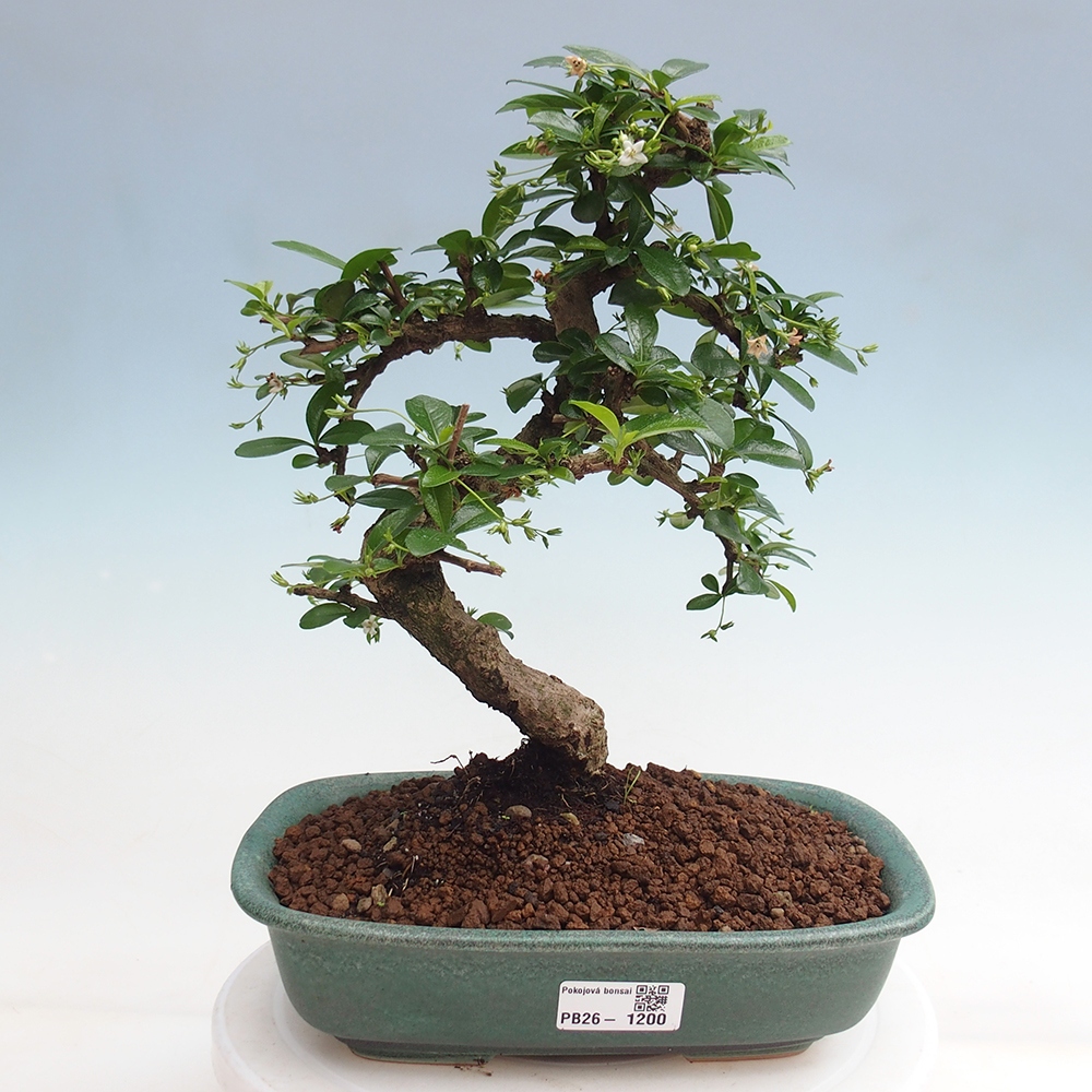 Camera bonsai - Carmona macrophylla - Tea fuki