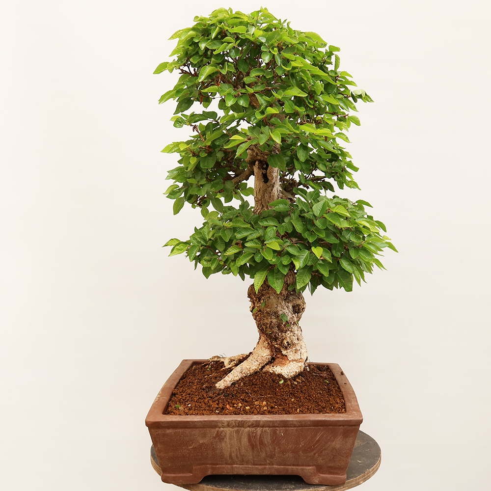 Bonsai da esterno -Carpinus Coreana - Carpino coreano