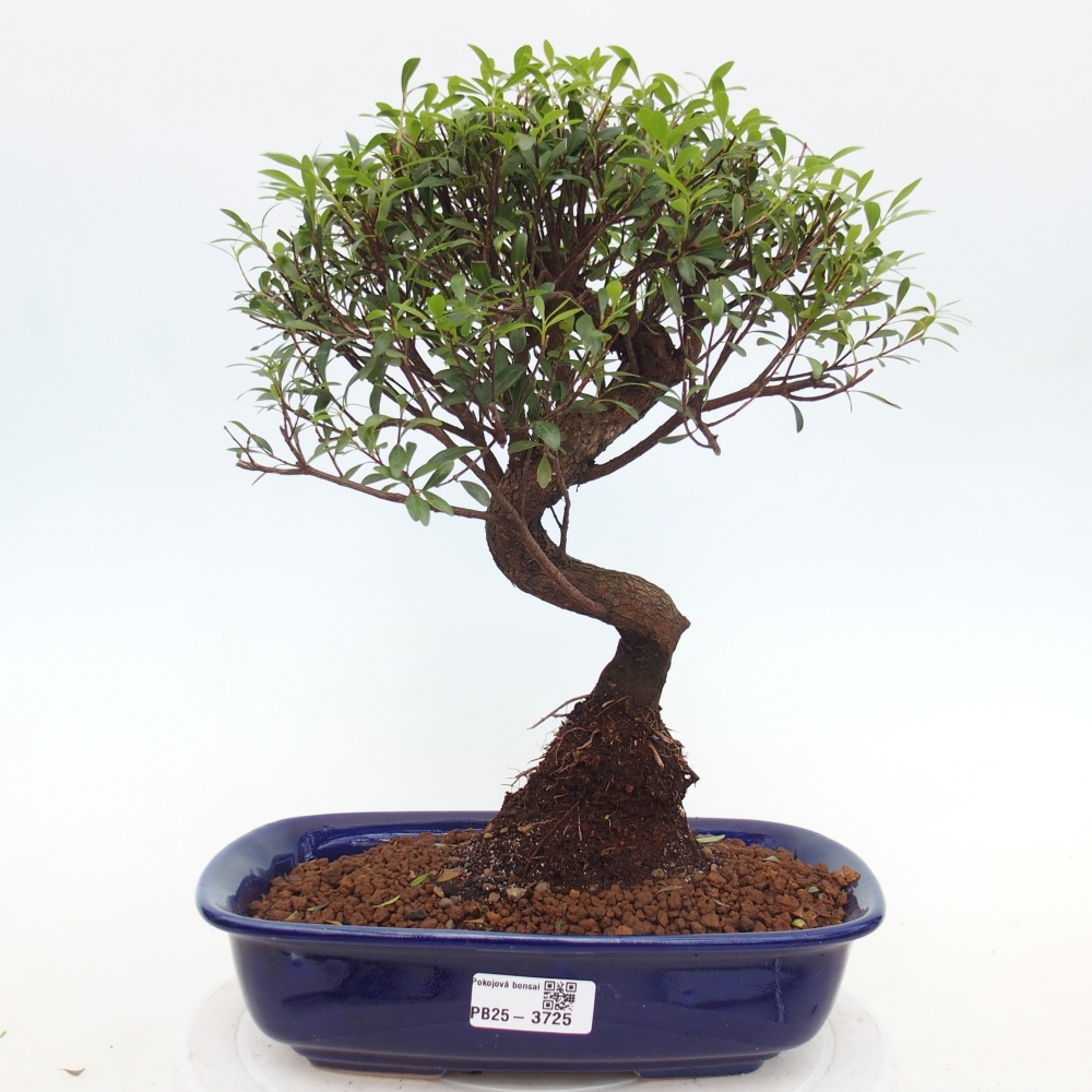 Camera bonsai - Syzygium - Pimento