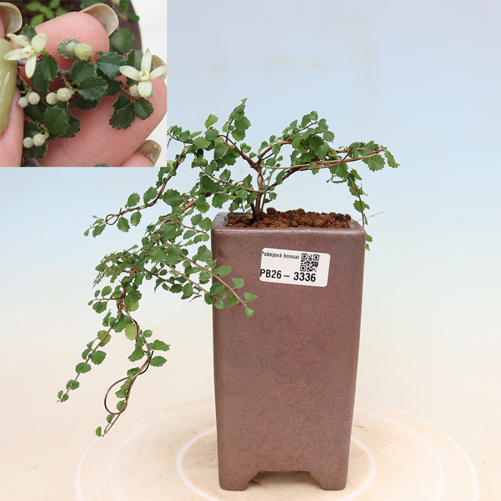 Camera bonsai - Grewia sp. - Grewia malafolia