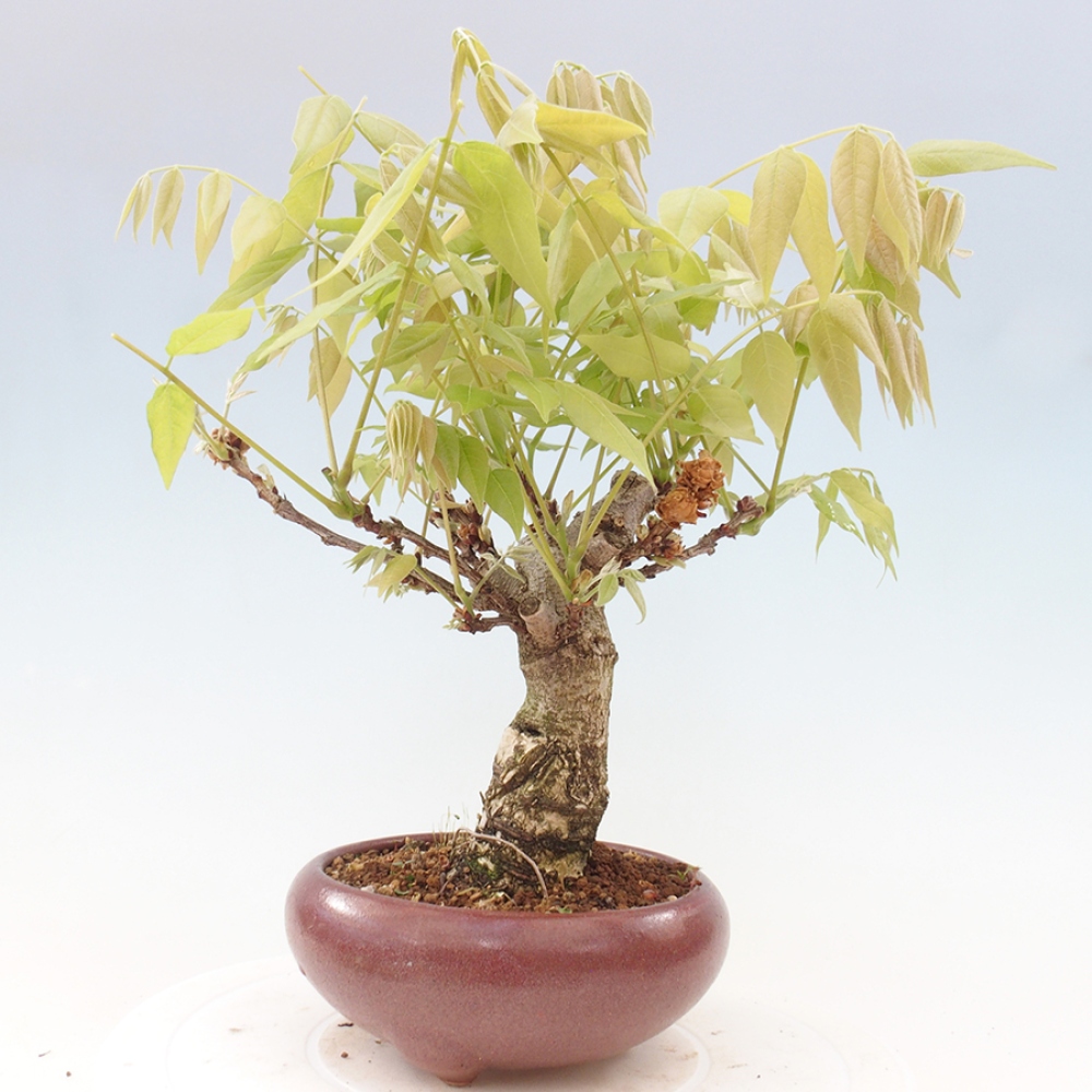 Bonsai da esterno - Glicine floribunda
