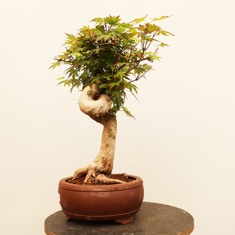 Bonsai da esterno - Acero palmatum - Palme