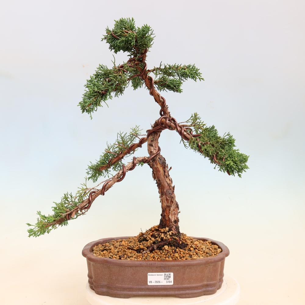 Bonsai da esterno - Juniperus chinensis Kishu