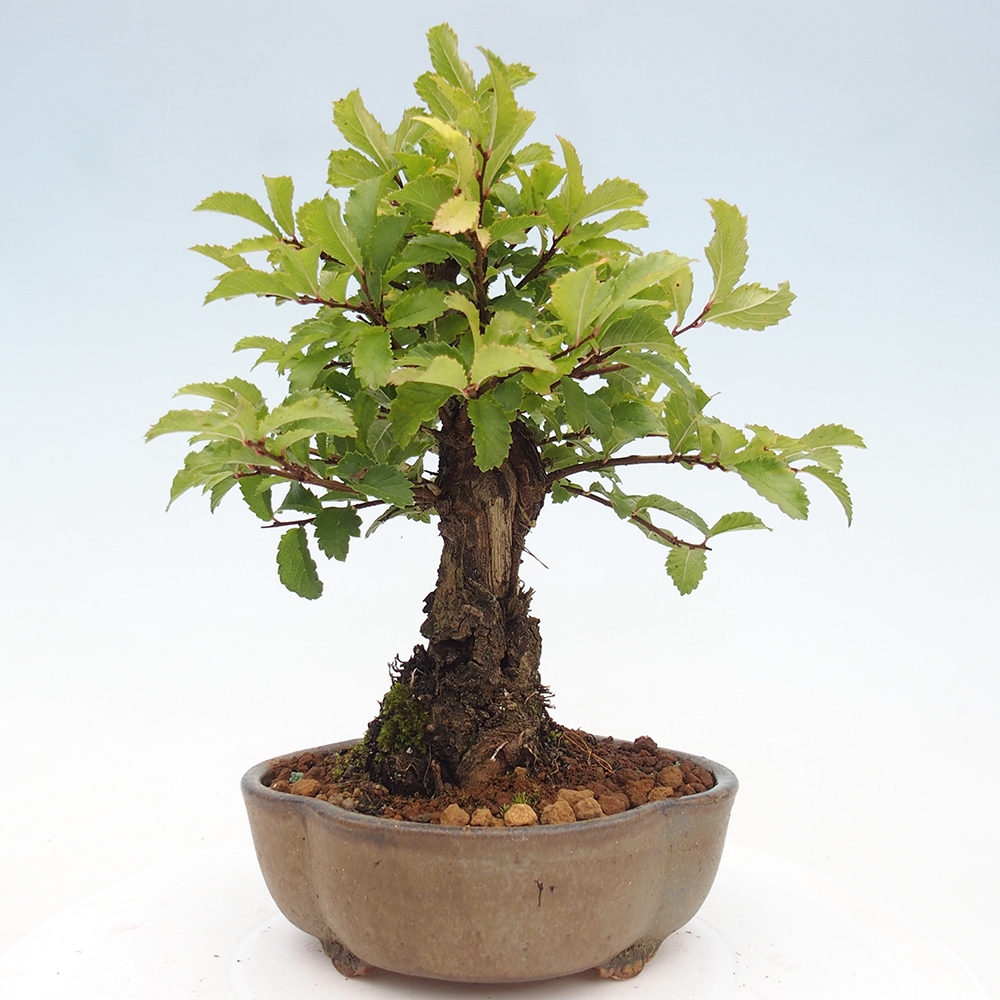 Bonsai da esterno - Zelkova - Zelkova NIRE
