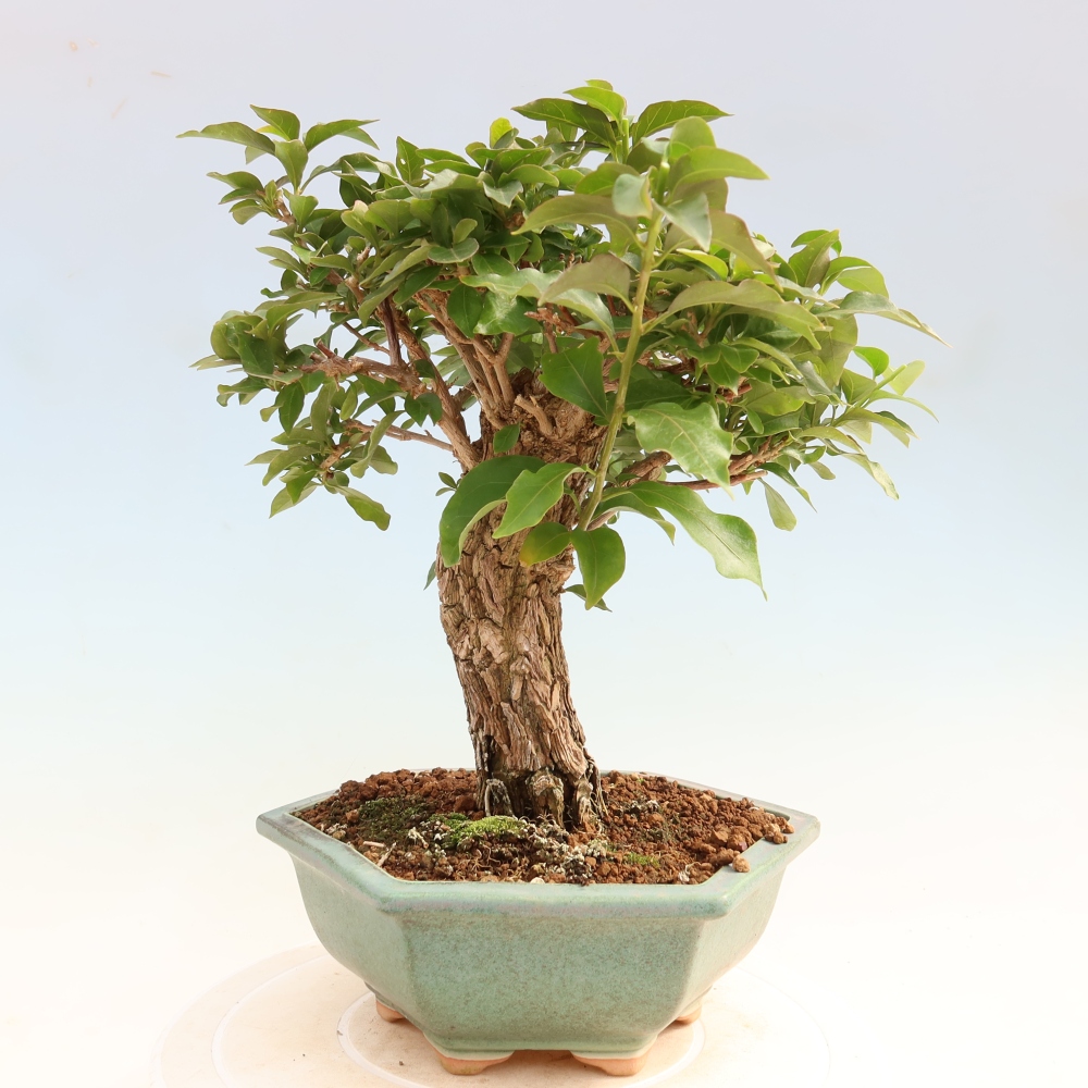 Camera bonsai - Bouganwilea