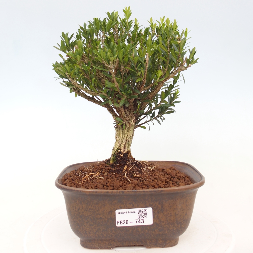 Camera bonsai - Buxus harlandii - buxus da sughero