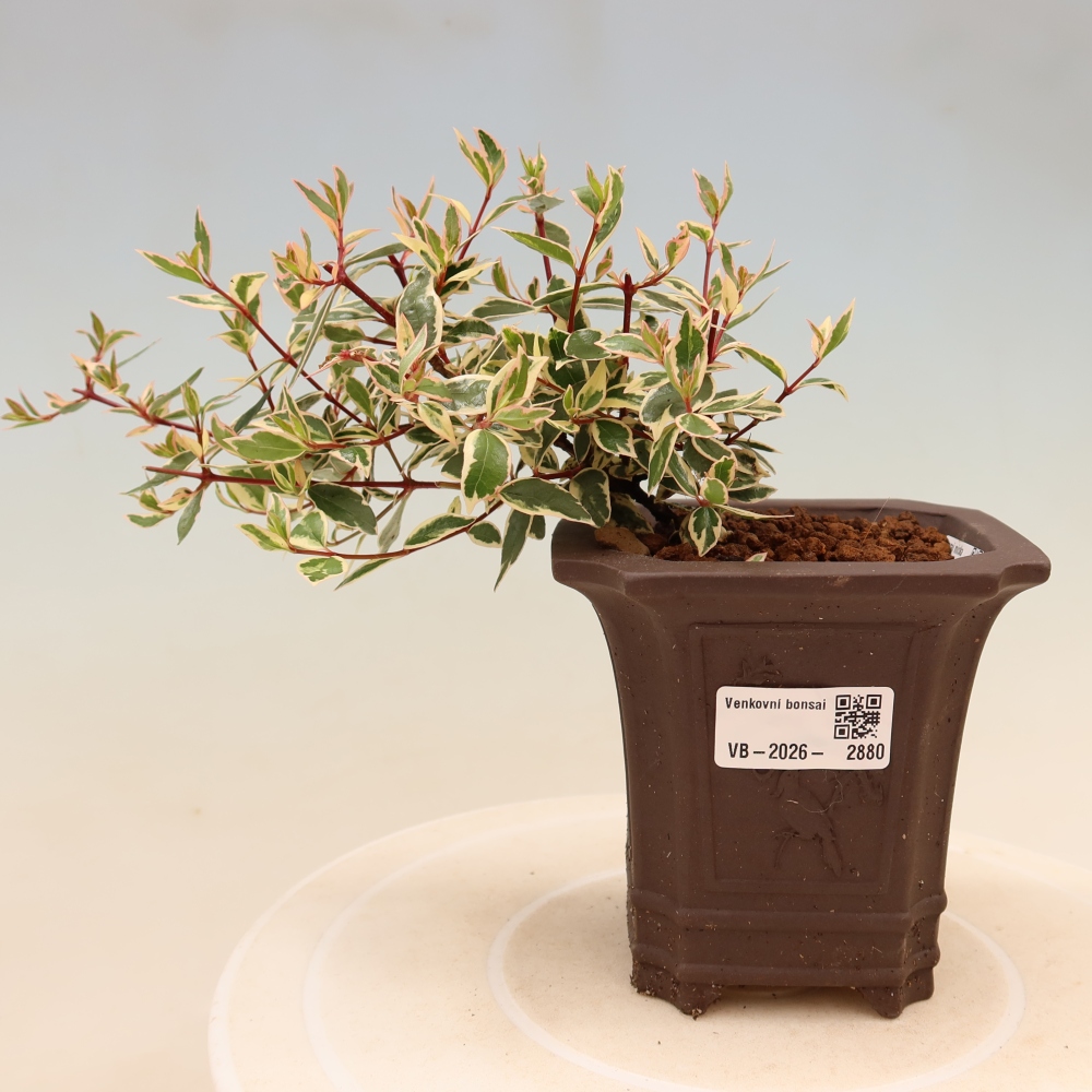 Bonsai da esterno - Abelia gr. Confetti - Abelia a fiore grande