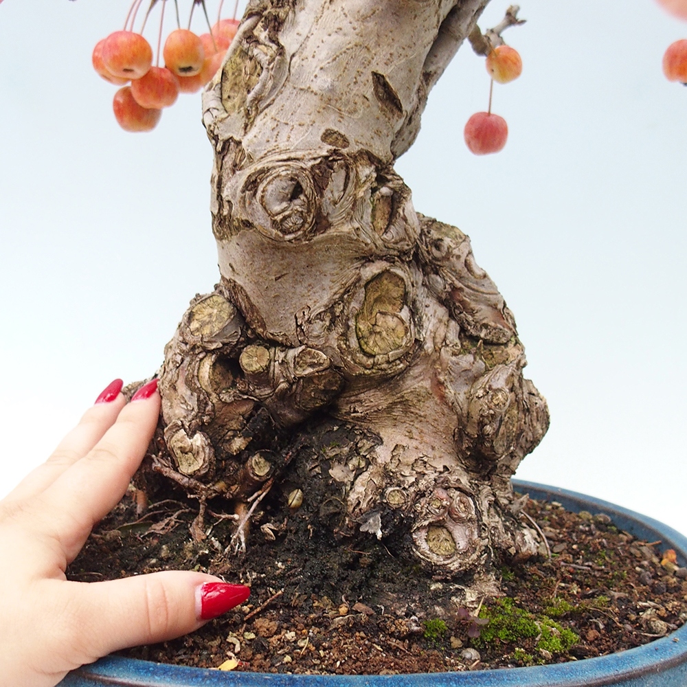 Bonsai da esterno -Malus halliana - Melo a frutto piccolo
