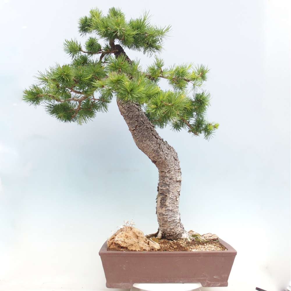 Bonsai da esterno -Larix decidua - Larice