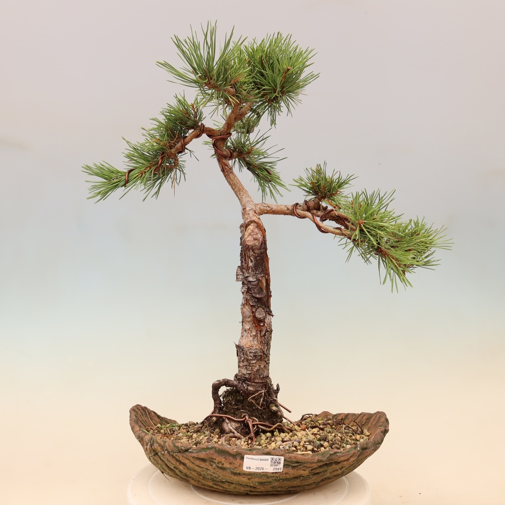 Bonsai da esterno - Pinus Sylvestris Watererri - Pino silvestre