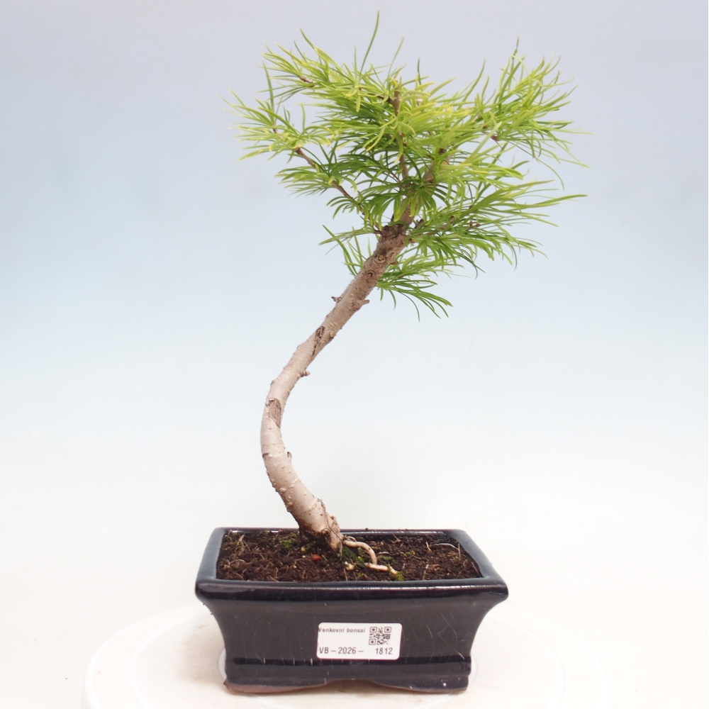 Bonsai da esterno -Pseudolarix amabis-Pseudolarix amabis