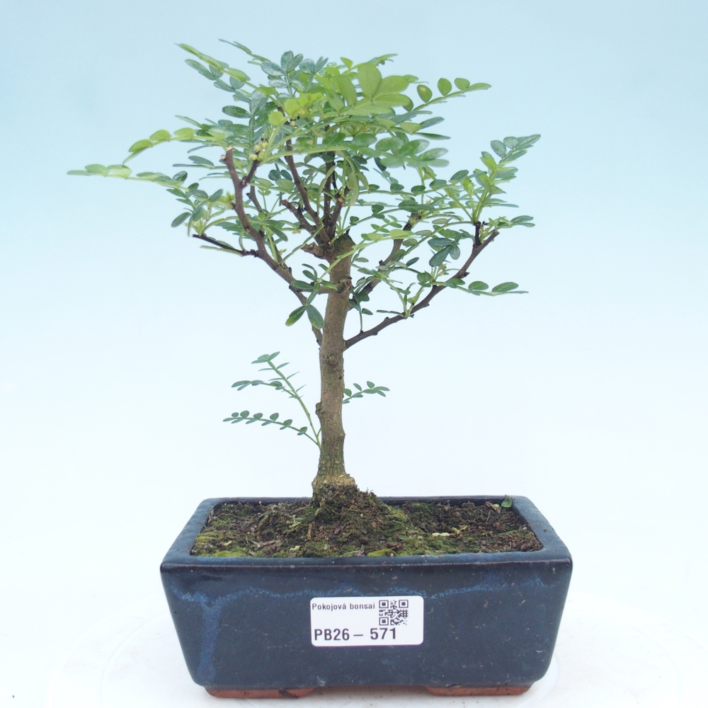 Camera bonsai - Zantoxylum piperitum - albero del pepe