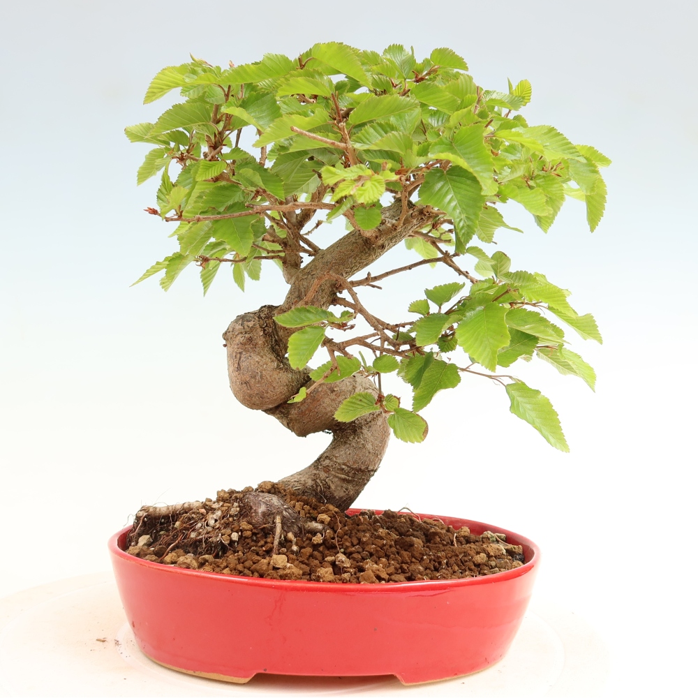 Bonsai da esterno -Carpinus Coreana - Carpino coreano