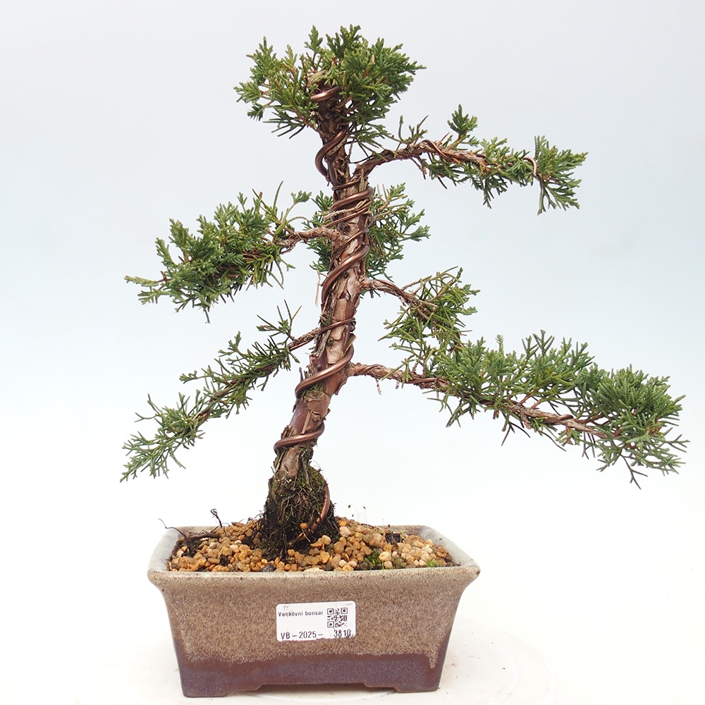 Bonsai da esterno - Juniperus chinensis Kishu
