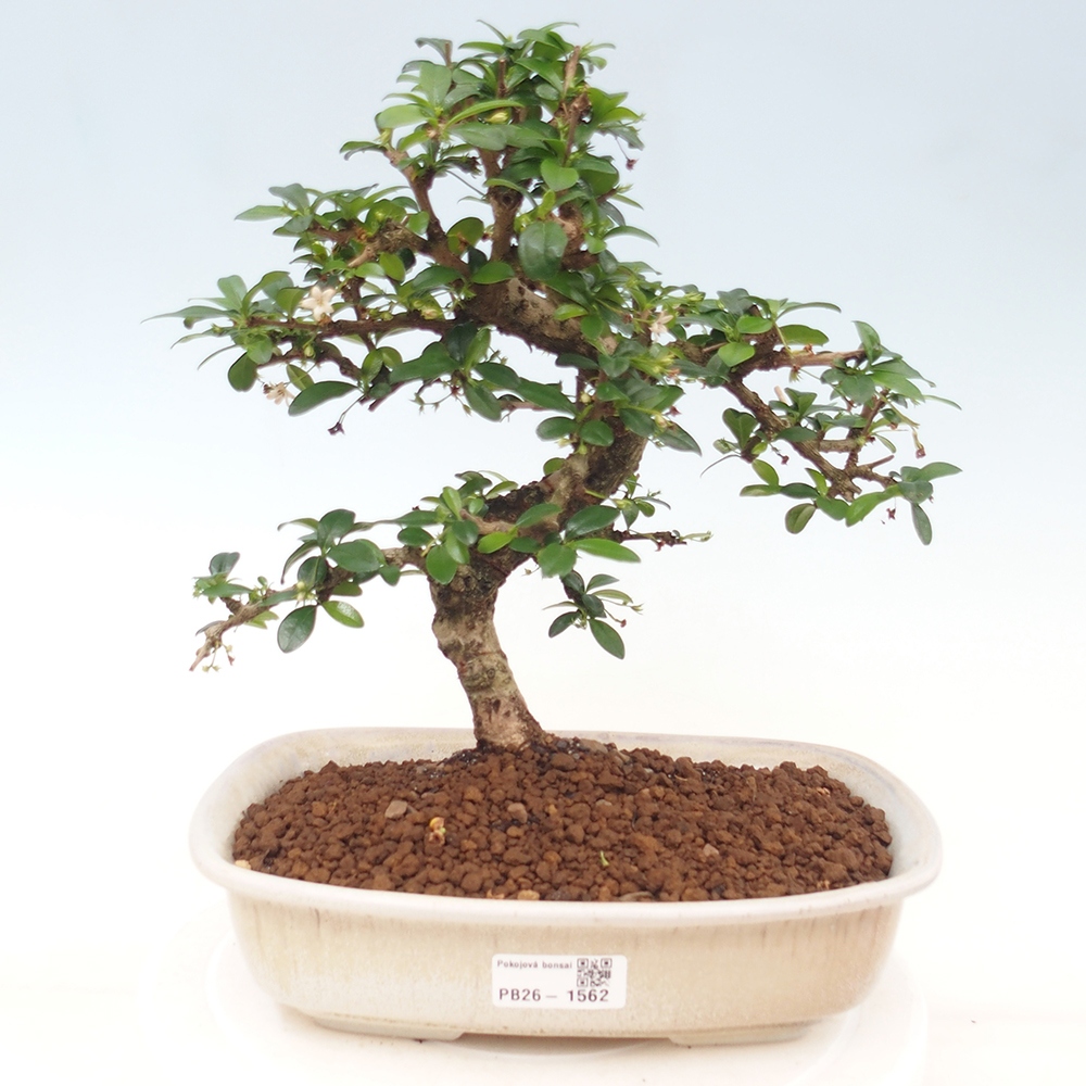 Camera bonsai - Carmona macrophylla - Tea fuki