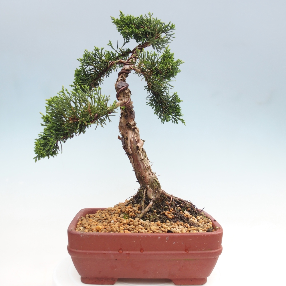 Bonsai da esterno - Juniperus chinensis Kishu