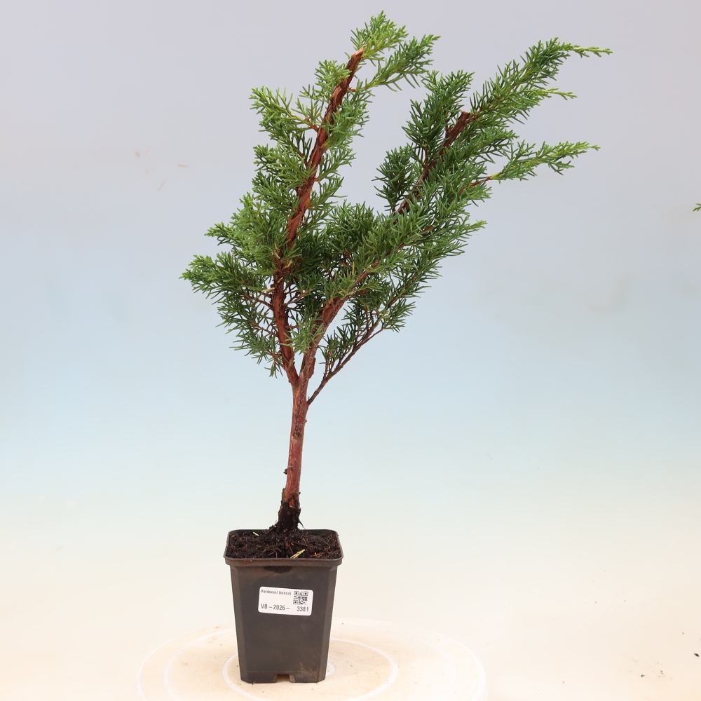 Bonsai da esterno - Juniperus chinensis Kishu