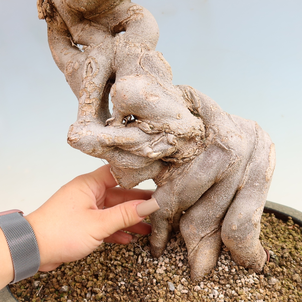 Bonsai da esterno - Acer Buergerianum - Acero di Burger