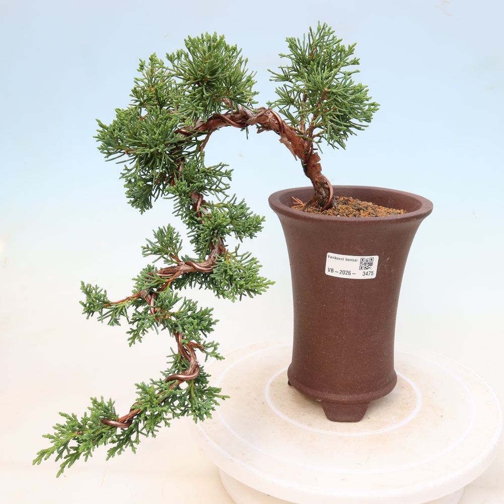 Bonsai da esterno - Juniperus chinensis Kishu