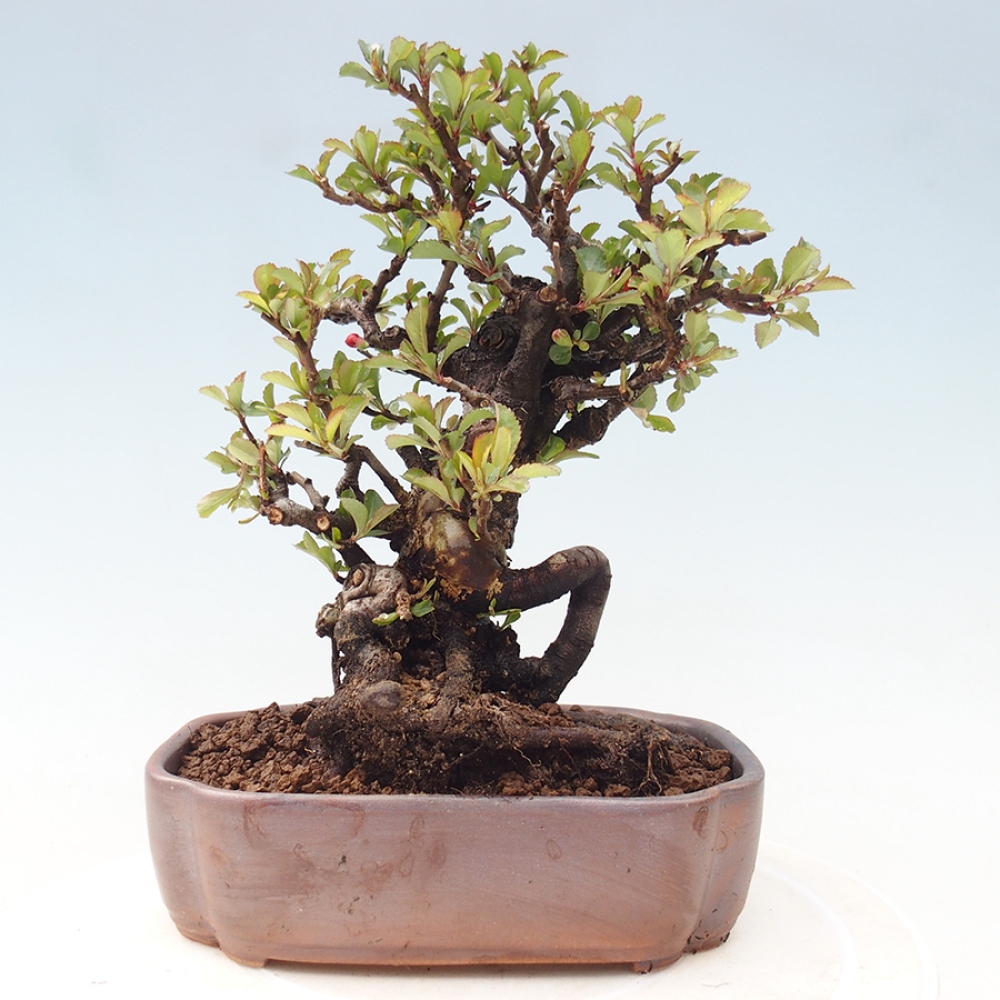 Bonsai da esterno - Chaneomeles speciosa - Cotogno