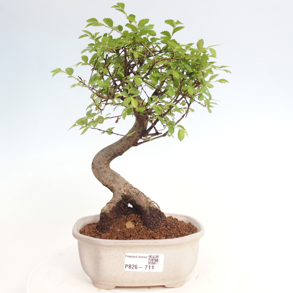 Camera bonsai - Ulmus parvifolia - Olmo a foglie piccole