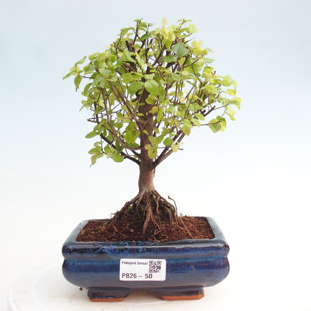 Camera bonsai - Sageretia thea - Sageretia thea