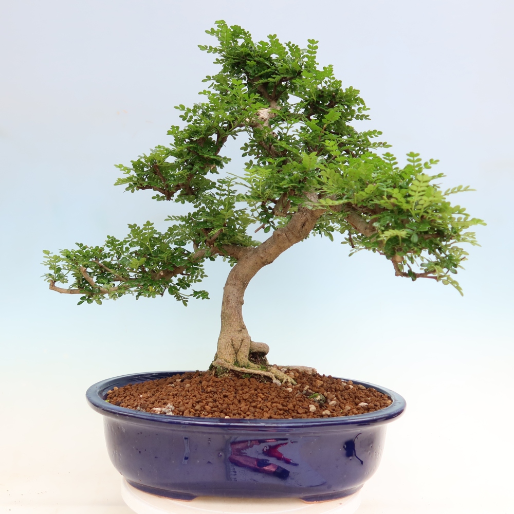 Camera bonsai - Zantoxylum piperitum - albero del pepe