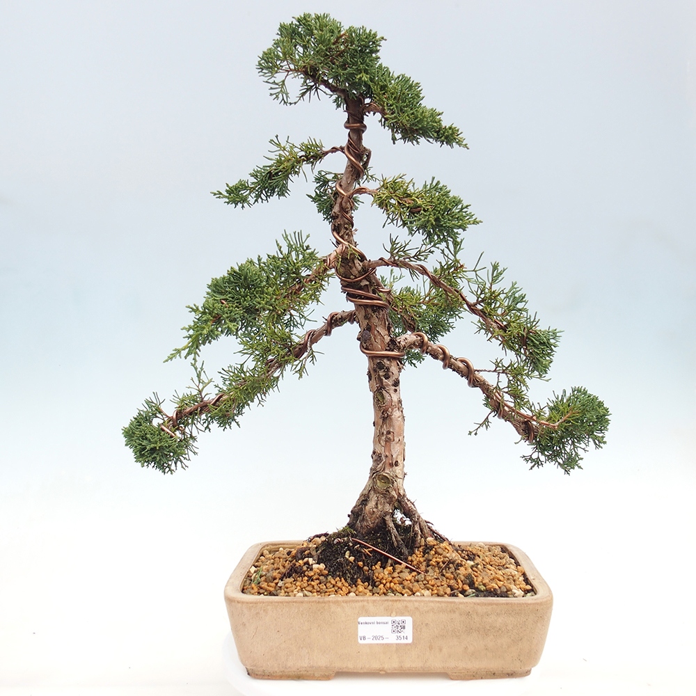 Bonsai da esterno - Juniperus chinensis Kishu