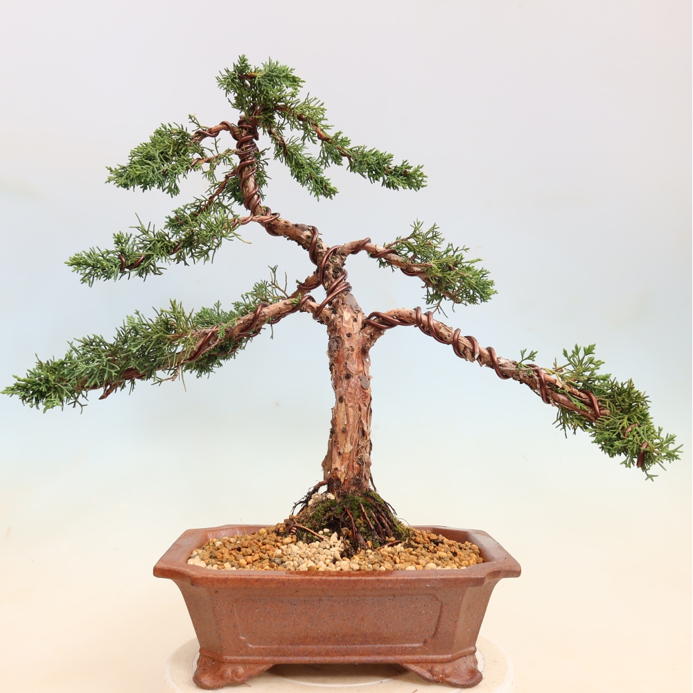 Bonsai da esterno - Juniperus chinensis Kishu