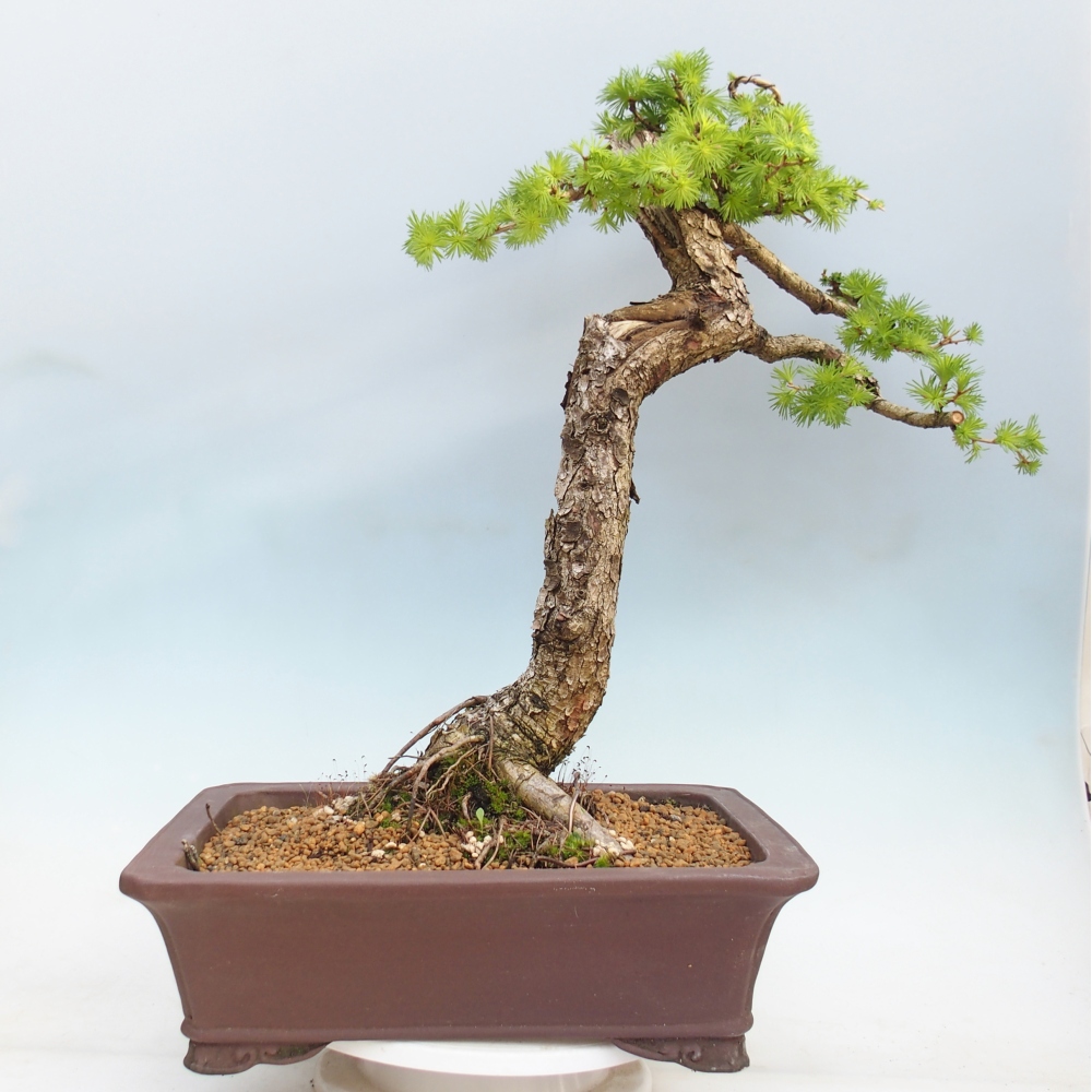 Bonsai da esterno -Larix decidua - Larice
