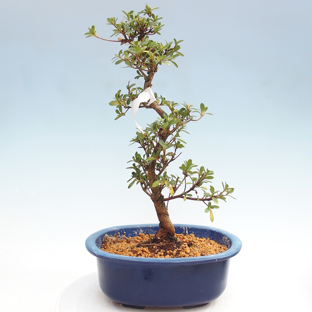 Bonsai da esterno - Azalea giapponese - Azalea Kinsho