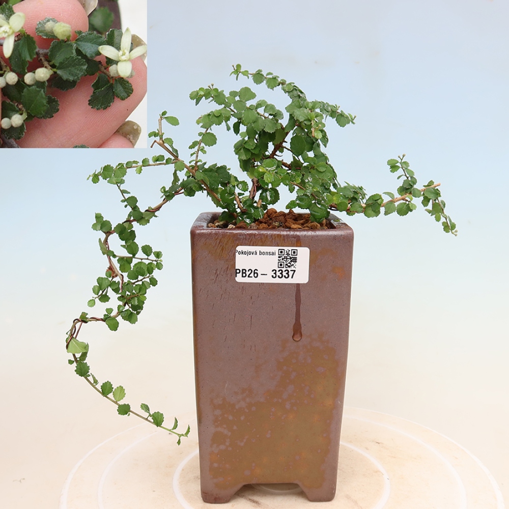 Camera bonsai - Grewia sp. - Grewia malafolia